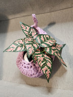 Hanging Planter